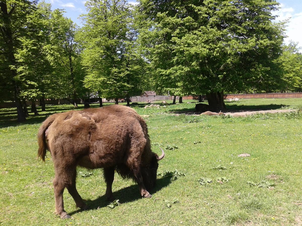 Cztery Pory Roku Casa de hóspedes Białowieża Exterior foto