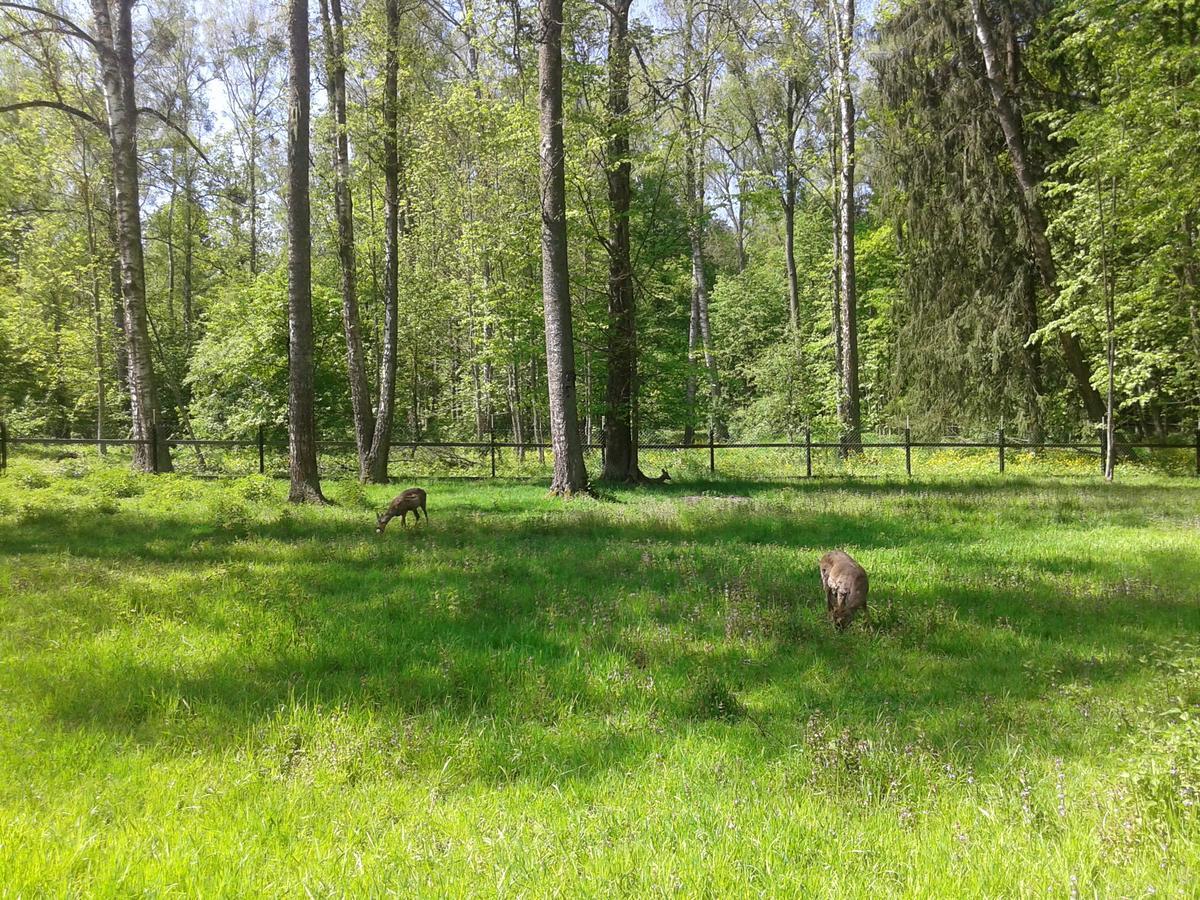 Cztery Pory Roku Casa de hóspedes Białowieża Exterior foto