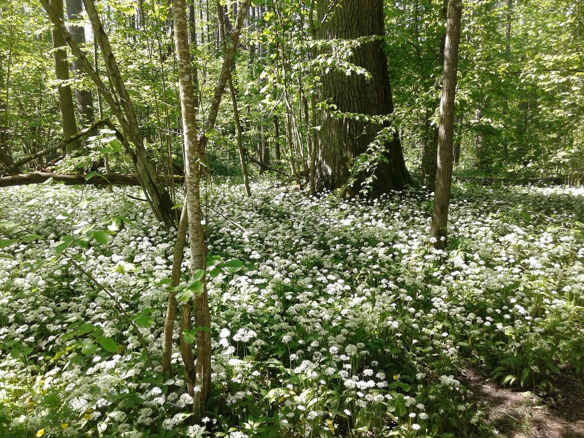 Cztery Pory Roku Casa de hóspedes Białowieża Exterior foto